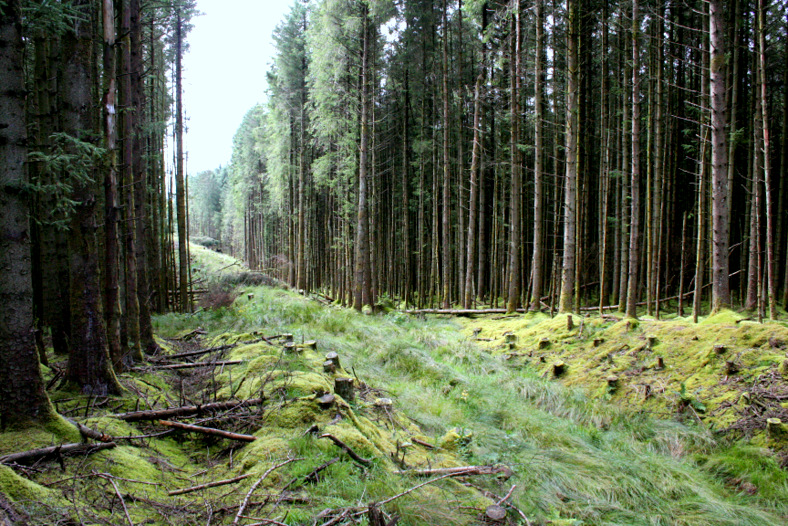 Forest cutting through Glenariff