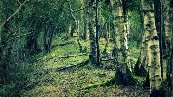 Former railway through Randalstown Forest ©nigreenways Former railway through Randalstown Forest
