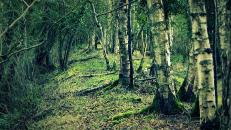 Former railway through Randalstown Forest ©nigreenways Former railway through Randalstown Forest
