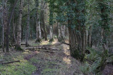Former railway through Randalstown Forest Former railway through Randalstown Forest