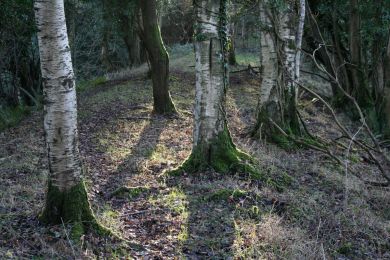 Former railway through Randalstown Forest