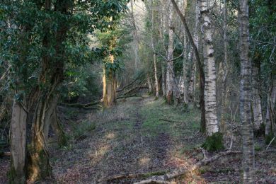 Former railway through Randalstown Forest Former railway through Randalstown Forest