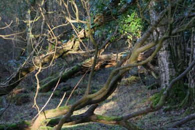 Former railway through Randalstown Forest Former railway through Randalstown Forest