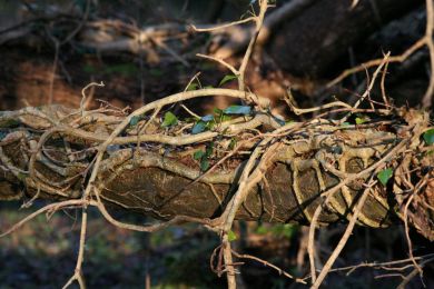 Former railway through Randalstown Forest Former railway through Randalstown Forest