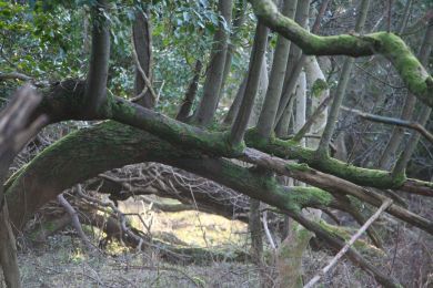 Former railway through Randalstown Forest Former railway through Randalstown Forest