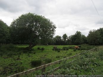 Cattle, Bigwood ©Richard Webb Cattle, Bigwood