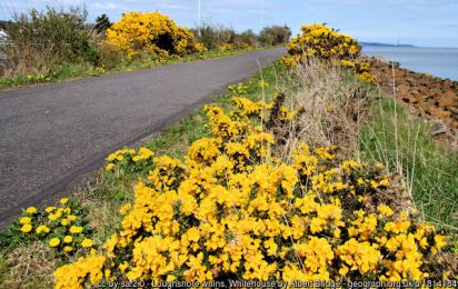 Loughshore whins, Whitehouse ©Albert Bridge Loughshore whins, Whitehouse