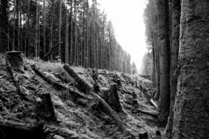 Railway embankment cutting through Glenariff Forest Park ©nigreenways Railway embankment cutting through Glenariff Forest Park
