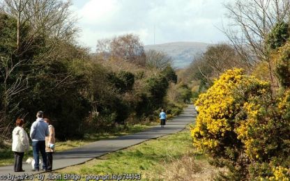 Whins in full bloom on the Comber Greenway ©Albert Bridge Whins in full bloom on the Comber Greenway