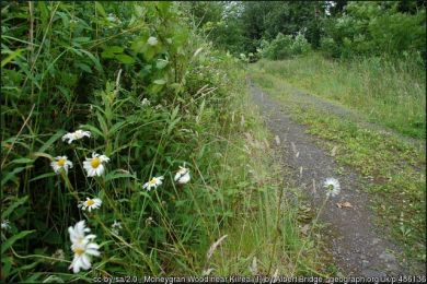 Moneygran Wood near Kilrea ©Albert Bridge Moneygran Wood near Kilrea